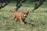 AMSTAFF  PUPPIES 131